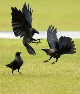crowfight